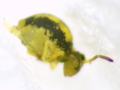 Sminthurinus elegans